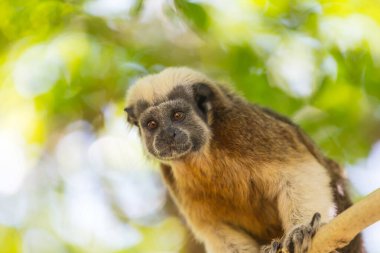 Erişkin pamuklu tamarin, Saguinus Oedipus, Kolombiya 'da bir ağaçta oturuyor.