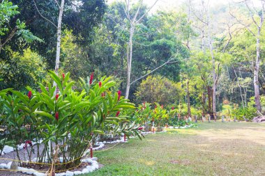 Tropik bahçede egzotik bitkiler