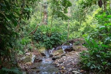Yeşil ormandaki tropikal nehir