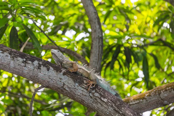 Dzika Zielona Iguana Kostaryce — Zdjęcie stockowe