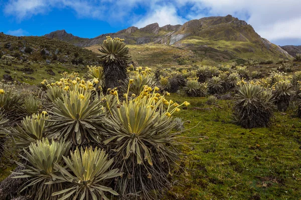 Bos Van Frailejones Espeletia Een Prachtige Plant Colombiaanse Bergen Zuid — Stockfoto