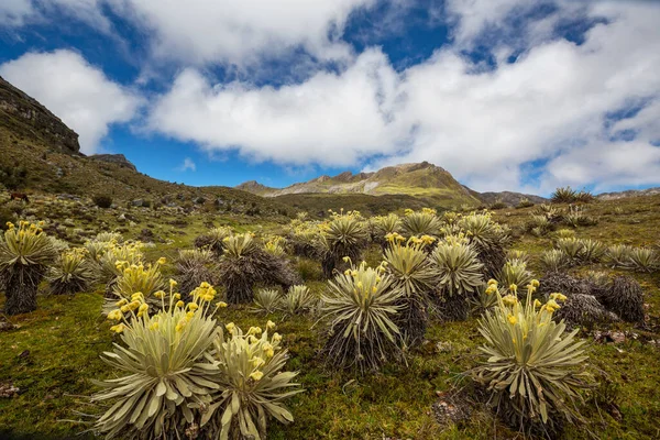 Les Frajírků Nebo Espeletia Krásná Rostlina Kolumbijských Horách Jižní Amerika — Stock fotografie