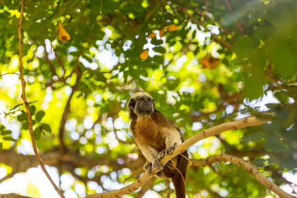 Erişkin Pamuklu Tamarin Saguinus Oedipus Kolombiya Bir Ağaçta Oturuyor — Stok fotoğraf