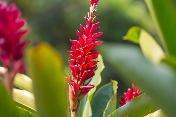 Tropical Flowers Hawaiian Garden — Stock Photo, Image