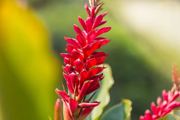 Flores Tropicais Jardim Havaiano — Fotografia de Stock