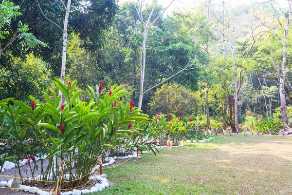 Egzotyczne Rośliny Tropikalnym Ogrodzie — Zdjęcie stockowe