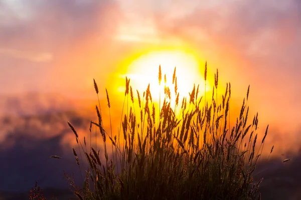 Altın Bir Günbatımı Gökyüzüne Karşı Çimenler — Stok fotoğraf