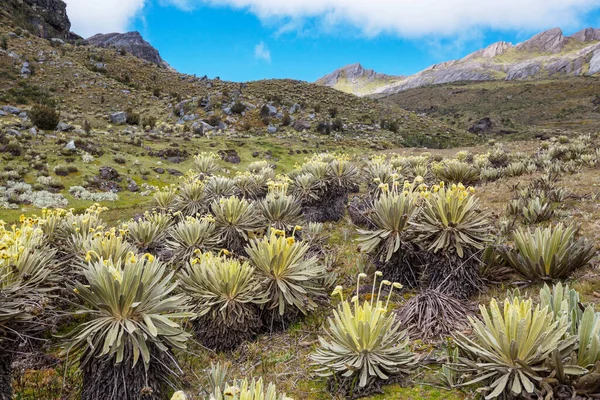 Δάσος Frailejones Espeletia Ένα Όμορφο Φυτό Στην Κολομβιανή Βουνά Νότια — Φωτογραφία Αρχείου