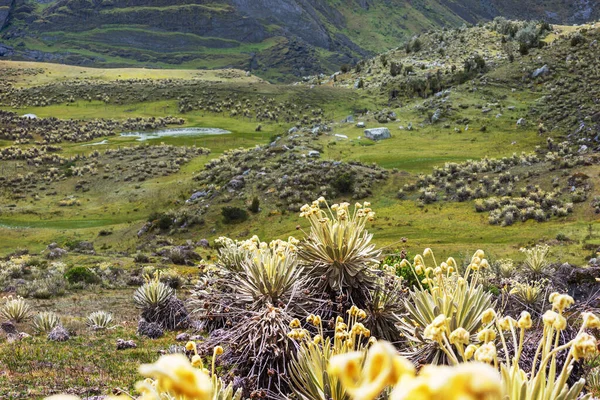 Wald Der Frailejones Oder Espeletia Eine Wunderschöne Pflanze Den Kolumbianischen — Stockfoto