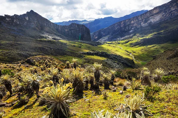 Floresta Frailejones Espeletia Uma Bela Planta Nas Montanhas Colombianas América — Fotografia de Stock
