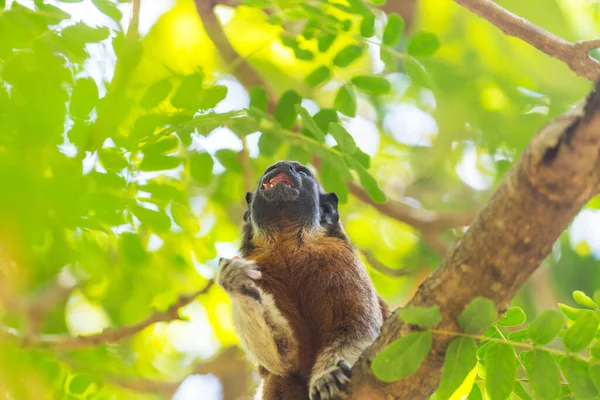 Tamarin Adulto Algodão Saguinus Édipus Sentado Uma Árvore Colômbia — Fotografia de Stock