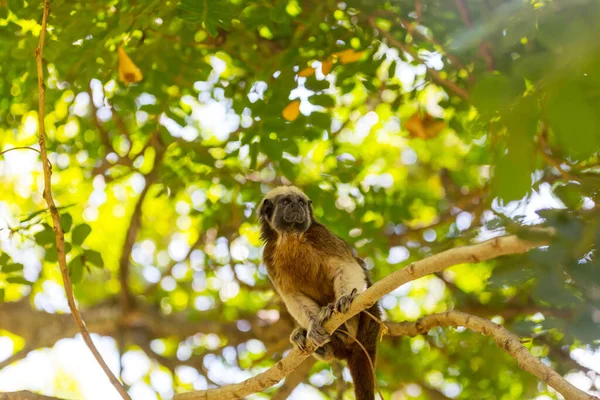 Ausgewachsene Tamarine Saguinus Oedipus Sitzt Auf Einem Baum Kolumbien — Stockfoto