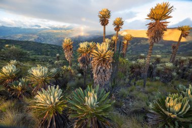 Güney Amerika 'daki Kolombiya dağlarında güzel bir bitki olan kırılgan orman ya da Espeletia.