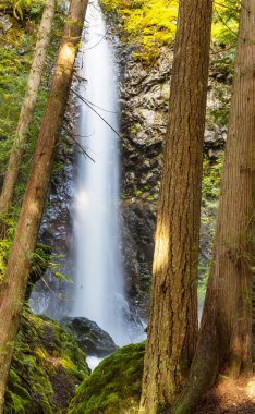 Güzel yeşil ormanda şelale