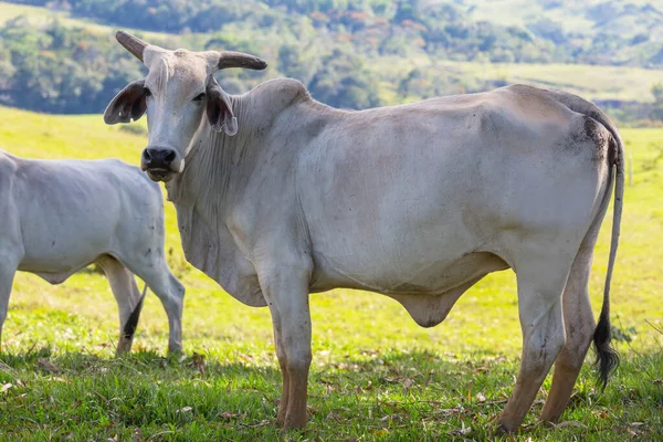 Rebaño Vacas Campo Verde Verano Agricultura Agricultura Pastos Rurales —  Fotos de Stock