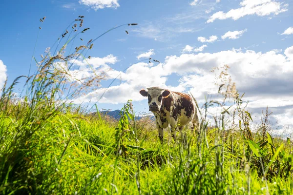 夏季绿地的奶牛群 农业耕作农村牧场 — 图库照片