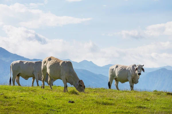 夏の緑のフィールドで牛の群れ 農業農村牧草地 — ストック写真