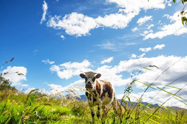 夏の緑のフィールドで牛の群れ 農業農村牧草地 — ストック写真