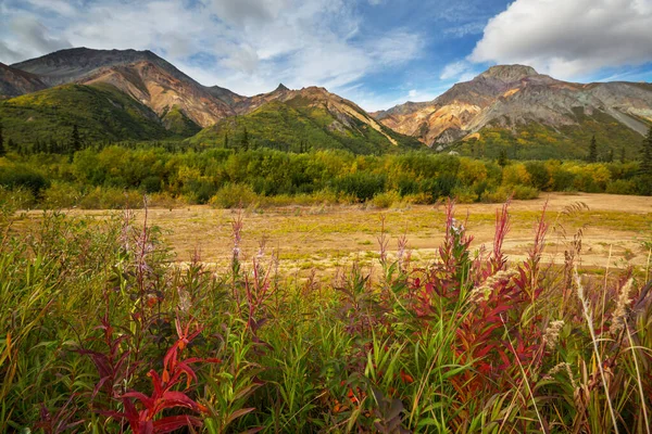 Bellissimo Prato Estivo Montagna Alaska Usa — Foto Stock