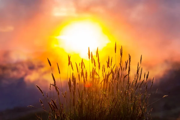 Trawa Przeciw Złotemu Niebu Zachodu Słońca — Zdjęcie stockowe