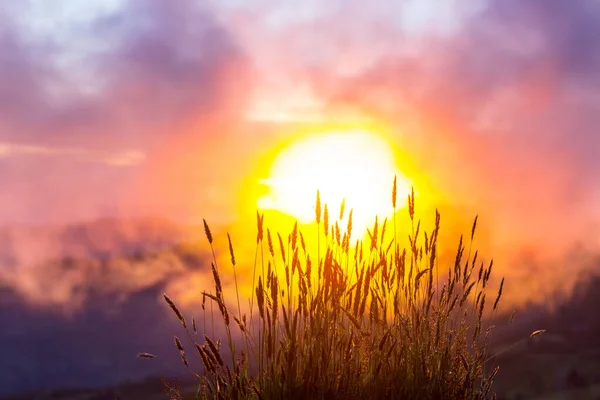 Gras Vor Goldenem Sonnenuntergang — Stockfoto