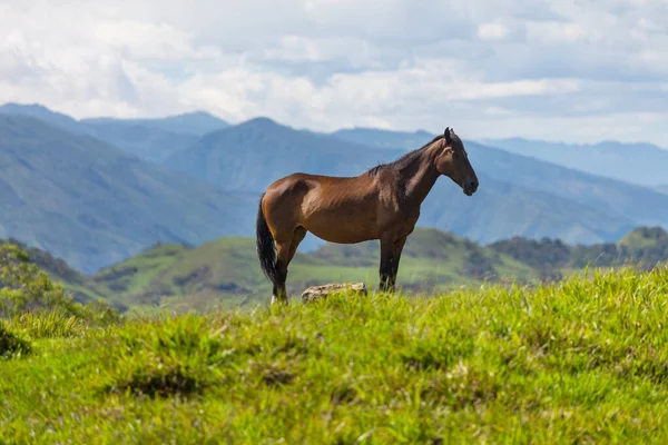 Paard Groene Zonnige Weide Colombiaanse Bergen — Stockfoto