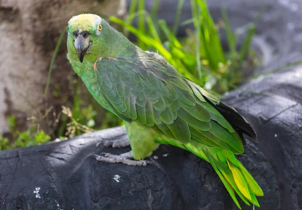 Sárga Koronás Amazon Vagy Sárga Koronás Papagáj Trópusi Dél Amerikában — Stock Fotó