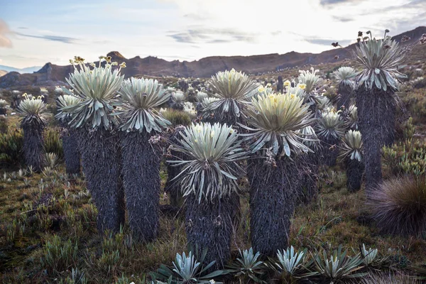 Güney Amerika Daki Kolombiya Dağlarında Güzel Bir Bitki Olan Kırılgan — Stok fotoğraf