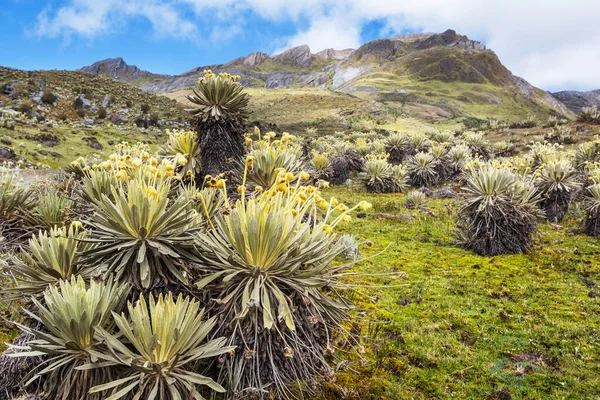 Floresta Frailejones Espeletia Uma Bela Planta Nas Montanhas Colombianas América — Fotografia de Stock