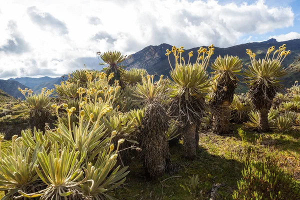 남아메리카 콜롬비아 지대에 아름다운 식물인 오네스 펠레티아의 — 스톡 사진
