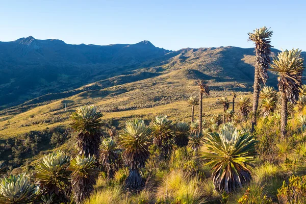 Güney Amerika Daki Kolombiya Dağlarında Güzel Bir Bitki Olan Kırılgan — Stok fotoğraf