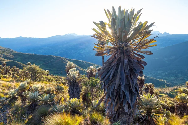 Les Frajírků Nebo Espeletia Krásná Rostlina Kolumbijských Horách Jižní Amerika — Stock fotografie