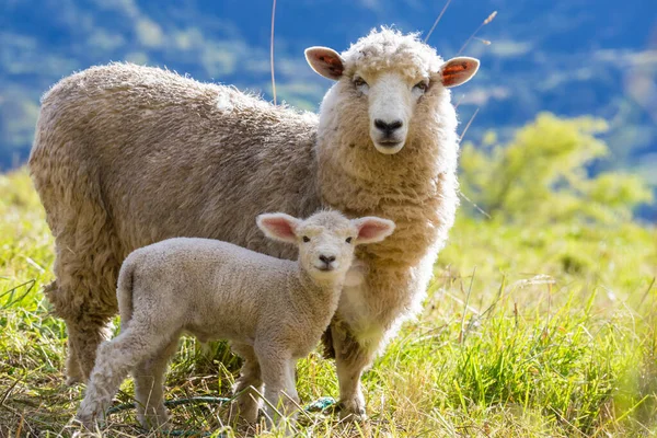 Sheeps Green Mountain Meadow Rural Scene — Stock Photo, Image