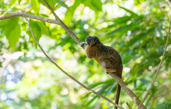 Tamarin Adulto Algodão Saguinus Édipus Sentado Uma Árvore Colômbia — Fotografia de Stock