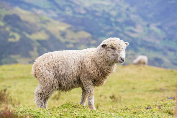 Вівці Зеленому Гірському Лузі Сільська Сцена — стокове фото