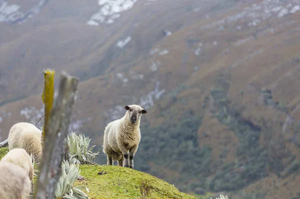 Sheeps Πράσινο Λιβάδι Βουνό Αγροτική Σκηνή — Φωτογραφία Αρχείου