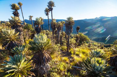Güney Amerika 'daki Kolombiya dağlarında güzel bir bitki olan kırılgan orman ya da Espeletia.