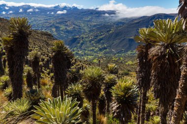 Güney Amerika 'daki Kolombiya dağlarında güzel bir bitki olan kırılgan orman ya da Espeletia.
