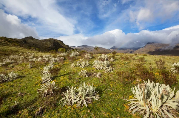 Erdő Törékeny Vagy Espeletia Egy Gyönyörű Növény Kolumbiai Hegyek Dél — Stock Fotó