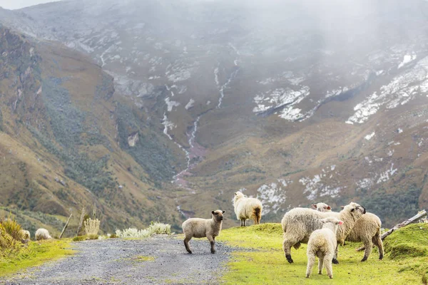 Moutons Dans Les Prairies Verdoyantes Montagne Scène Rurale — Photo