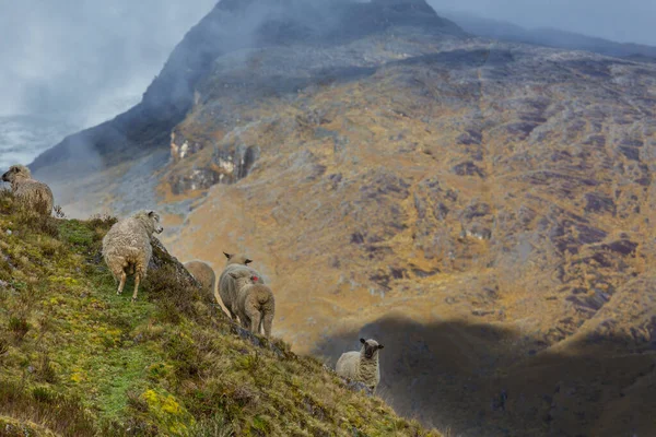 緑の山の牧草地で羊 農村部のシーン — ストック写真
