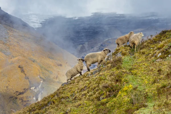 緑の山の牧草地で羊 農村部のシーン — ストック写真