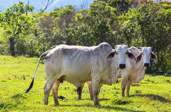 Vaca Prado Verde Verano —  Fotos de Stock