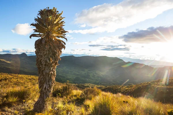 Bosque Frailejones Espeletia Una Hermosa Planta Las Montañas Colombianas América — Foto de Stock