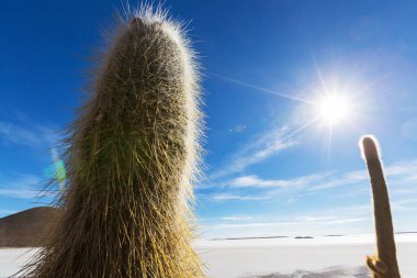 Incahuasi adasındaki büyük kaktüs, tuz düzlüğü Salar de Uyuni, Altiplano, Bolivya. Alışılmadık doğal manzara terk edilmiş güneş enerjisi Güney Amerika 'da seyahat ediyor.