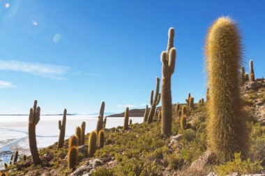 Incahuasi adasındaki büyük kaktüs, tuz düzlüğü Salar de Uyuni, Altiplano, Bolivya. Alışılmadık doğal manzara terk edilmiş güneş enerjisi Güney Amerika 'da seyahat ediyor.