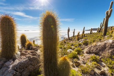 Incahuasi adasındaki büyük kaktüs, tuz düzlüğü Salar de Uyuni, Altiplano, Bolivya. Alışılmadık doğal manzara terk edilmiş güneş enerjisi Güney Amerika 'da seyahat ediyor.