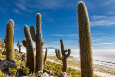 Incahuasi adasındaki büyük kaktüs, tuz düzlüğü Salar de Uyuni, Altiplano, Bolivya. Alışılmadık doğal manzara terk edilmiş güneş enerjisi Güney Amerika 'da seyahat ediyor.