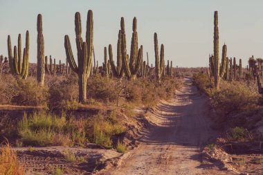 Meksika, Baja California 'daki Kaktüs tarlaları