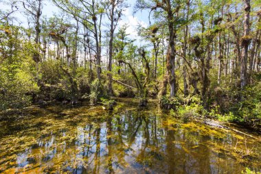Sıcak bir yaz gününde Florida 'daki bir bataklıkta, suya yansıyan kel selvi ağaçları.